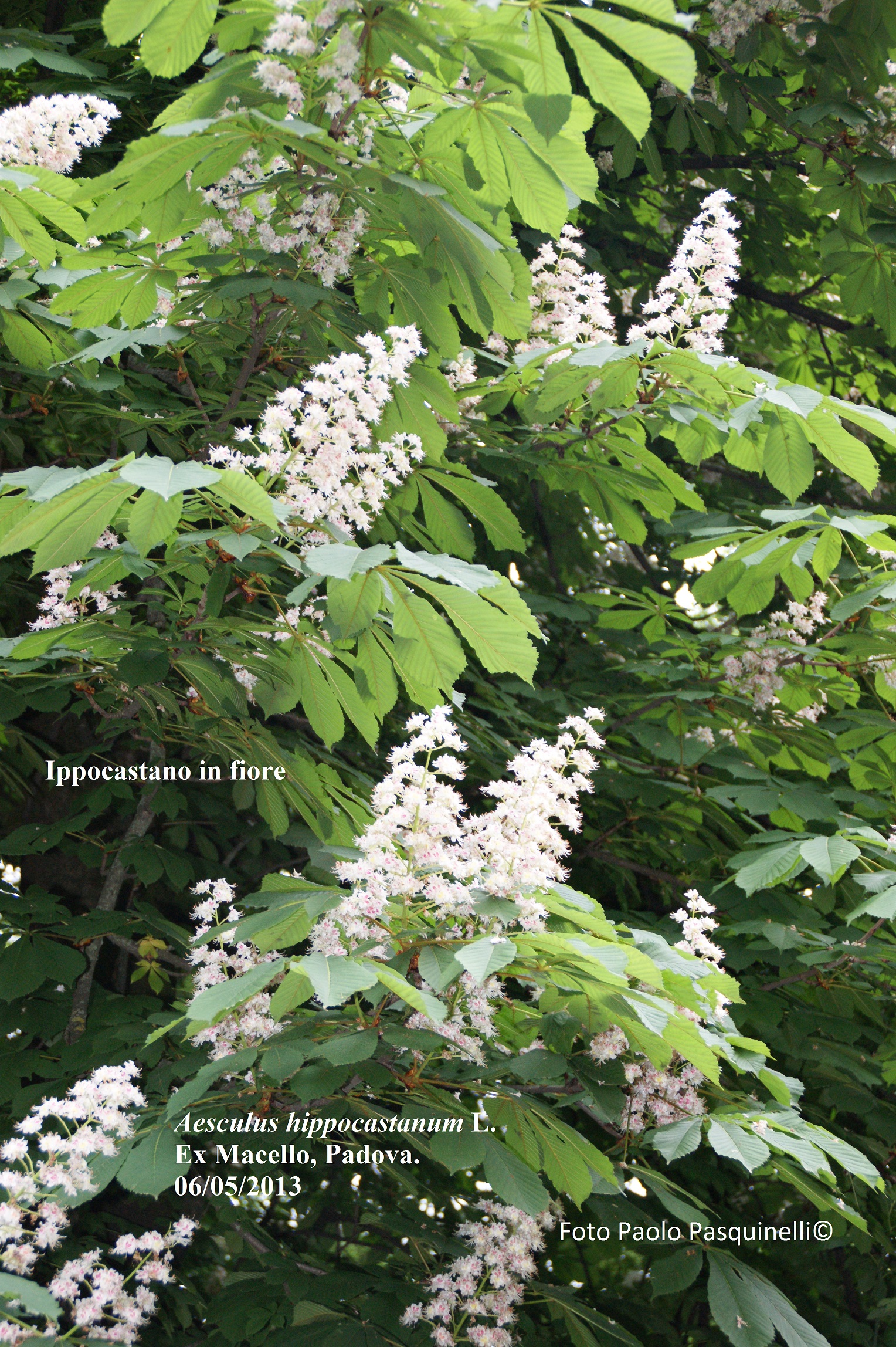 Aesculus hippocastanum