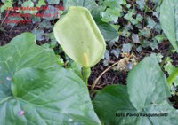 Arum italicum