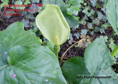 Arum italicum