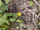 Ranunculus Ficaria