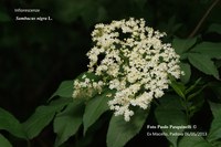 Sambucus nigra