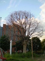 Quale futuro per il Celtis della Stanga e... per il verde di Padova?